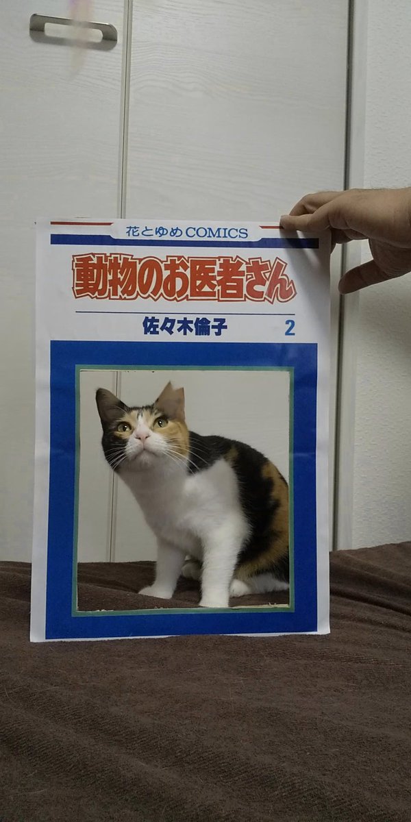 コスプレ からの破壊 #猫好きさんと繫がりたい 