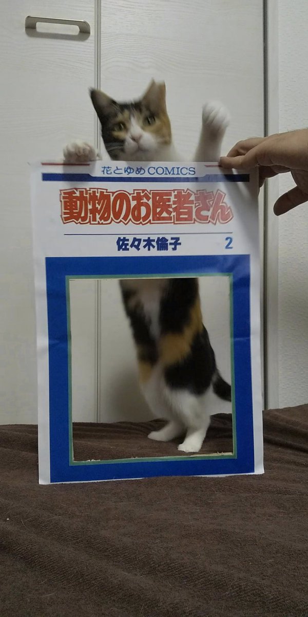 コスプレ からの破壊 #猫好きさんと繫がりたい 