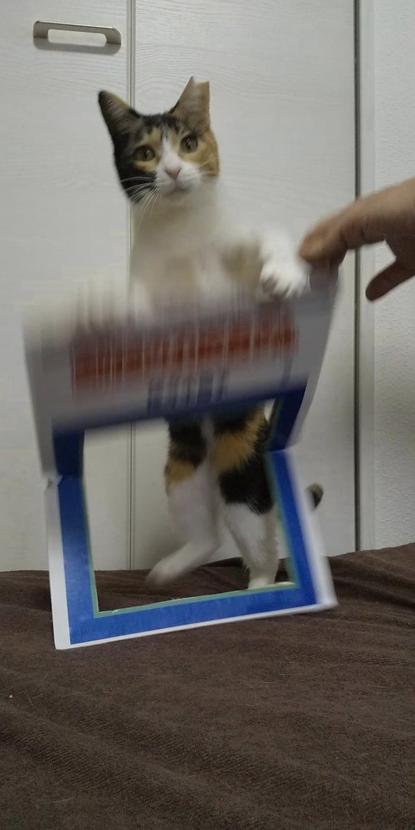 コスプレ からの破壊 #猫好きさんと繫がりたい 