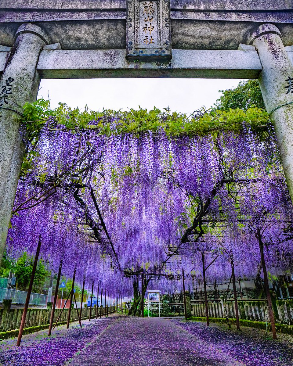 まるで藤の花で結界張ってるみたいな藤山神社 これで鬼は入って来れないな