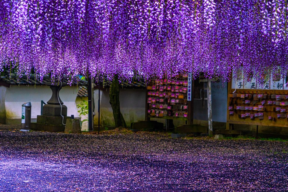まるで藤の花で結界張ってるみたいな藤山神社 これで鬼は入って来れないな
