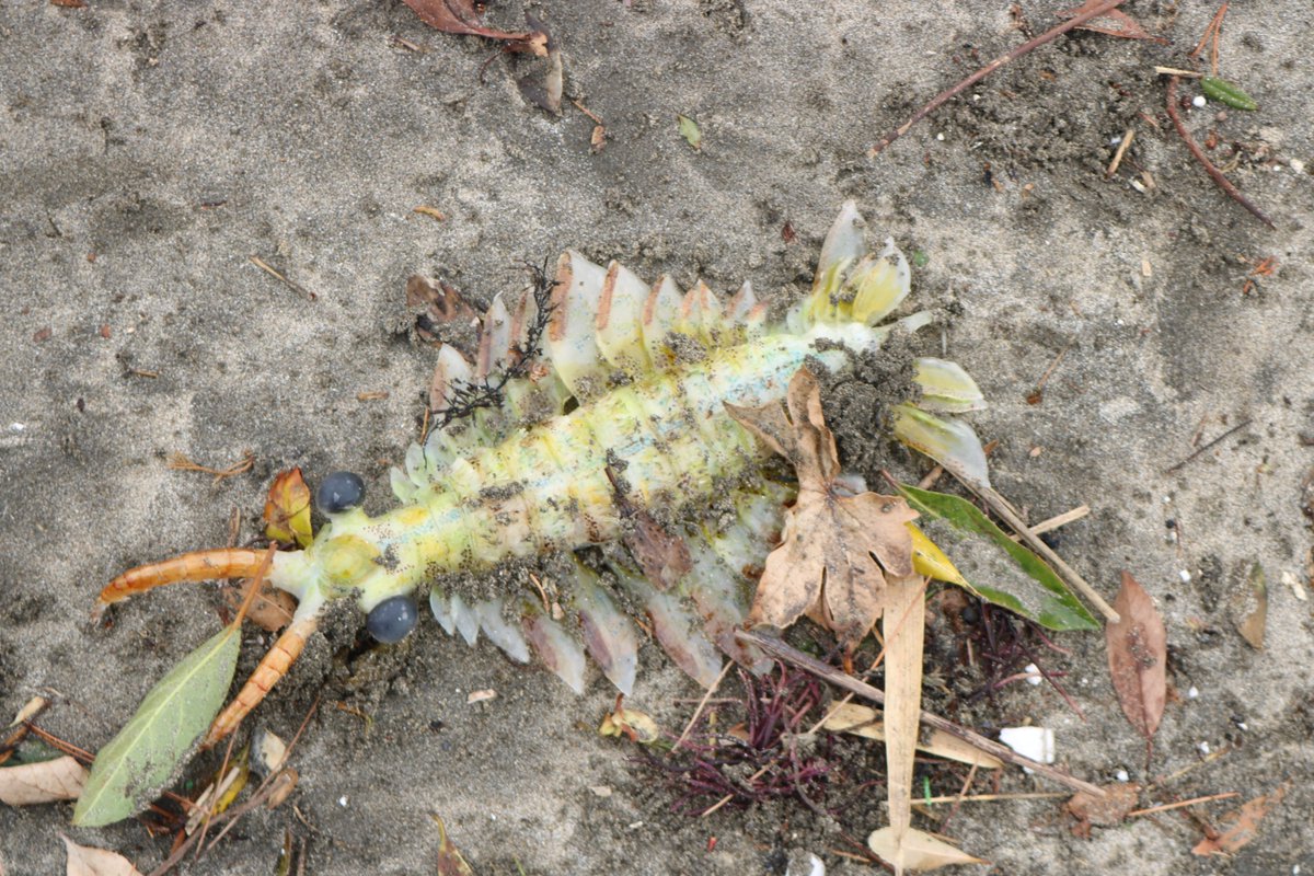 でかいホウネンエビじゃなくてラディオドンタ目だよねこれ
