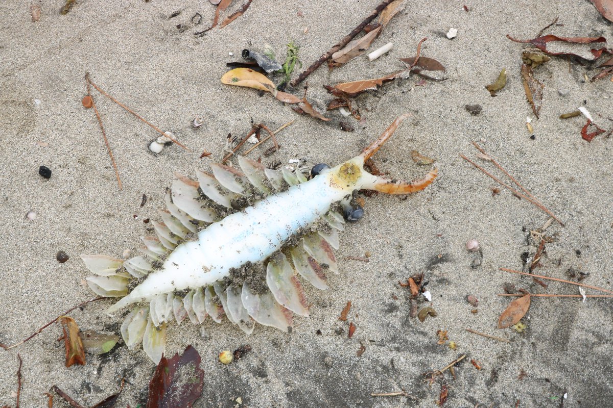 でかいホウネンエビじゃなくてラディオドンタ目だよねこれ