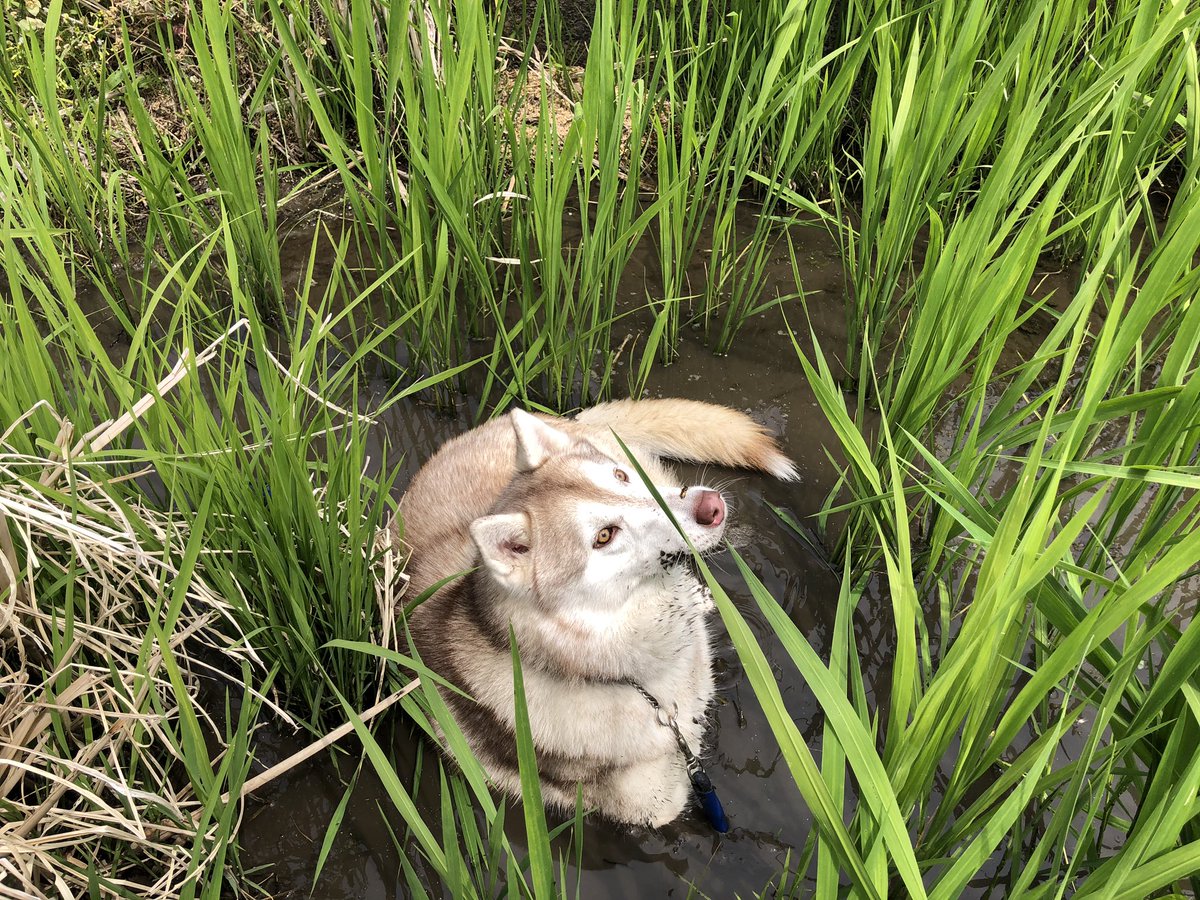 この前飼い主が油断してる隙を見て逃走し、ドブに一目散に駆け込み一休み