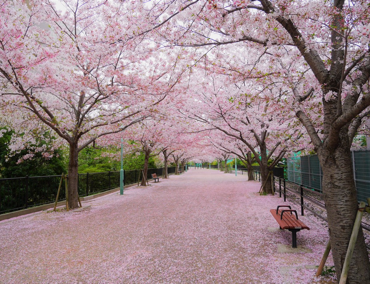 ふと気付けば周りにひと気がなくて、花びらだけ静かに降り続けてた