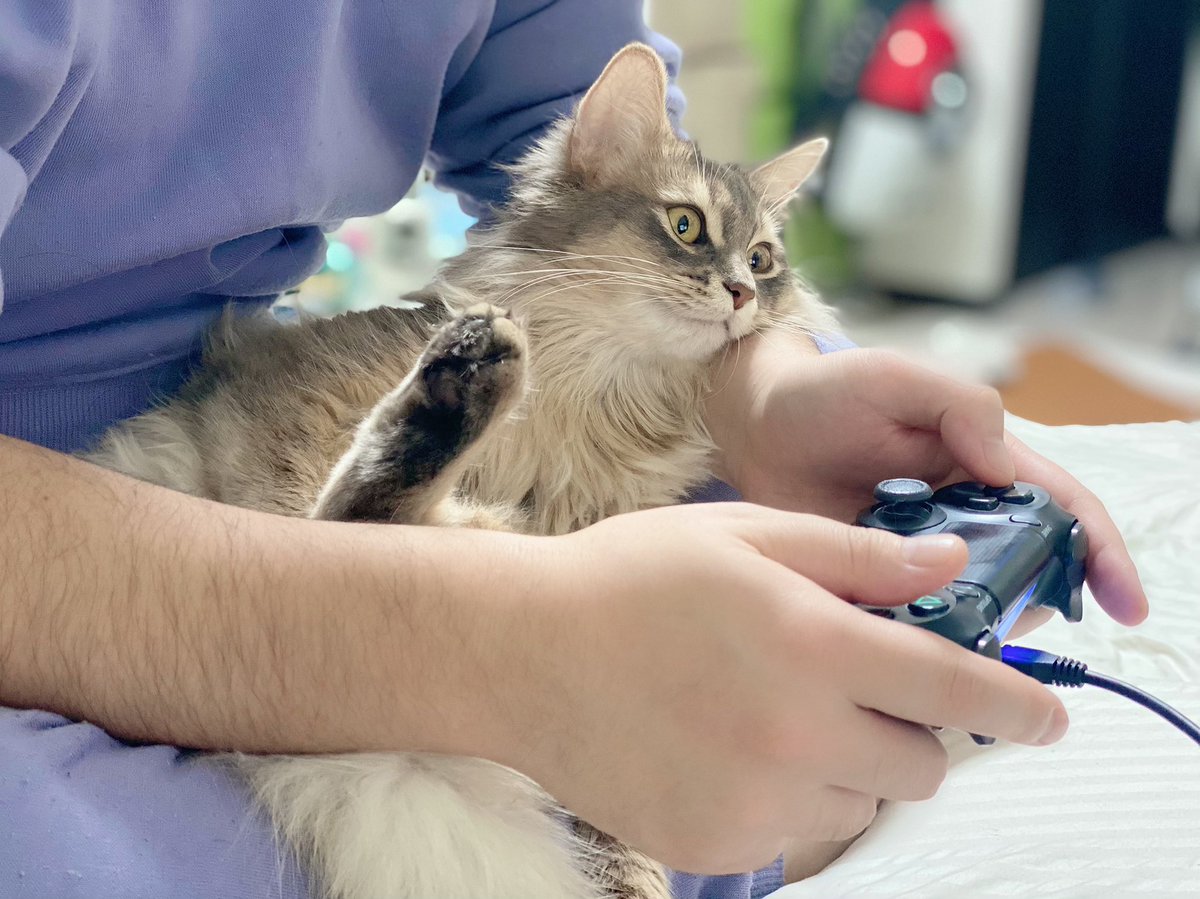 一年でだいぶ慣れたﾈｺﾁｬﾝ🥺🐾 