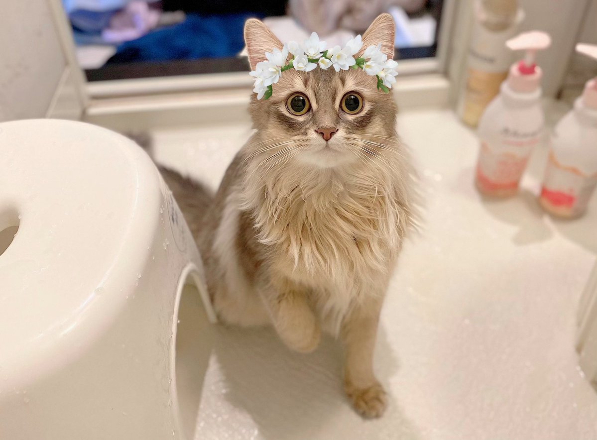 うちの子が可愛すぎるので花冠つけたら妖精さんになりました🧚‍♂️💐👑✨ 