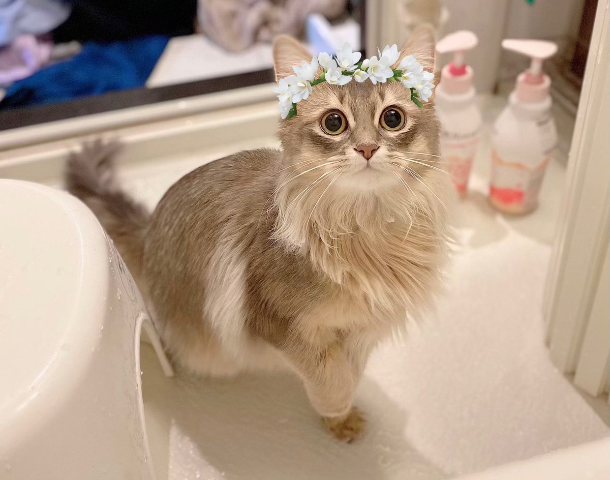 うちの子が可愛すぎるので花冠つけたら妖精さんになりました🧚♂️💐👑✨