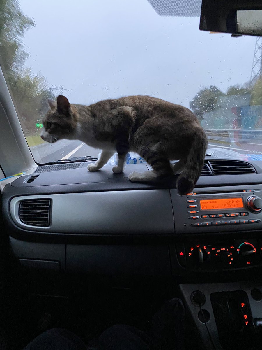 会社の車の後ろからいきなり猫出てきたんだけどwwww 