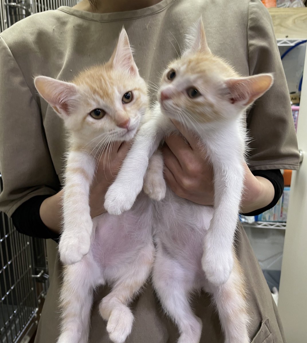 こんな可愛い子たちが保健所から来てるんだもんな、、ペットショップで買う前に保護猫を選択して欲しいよ😷 