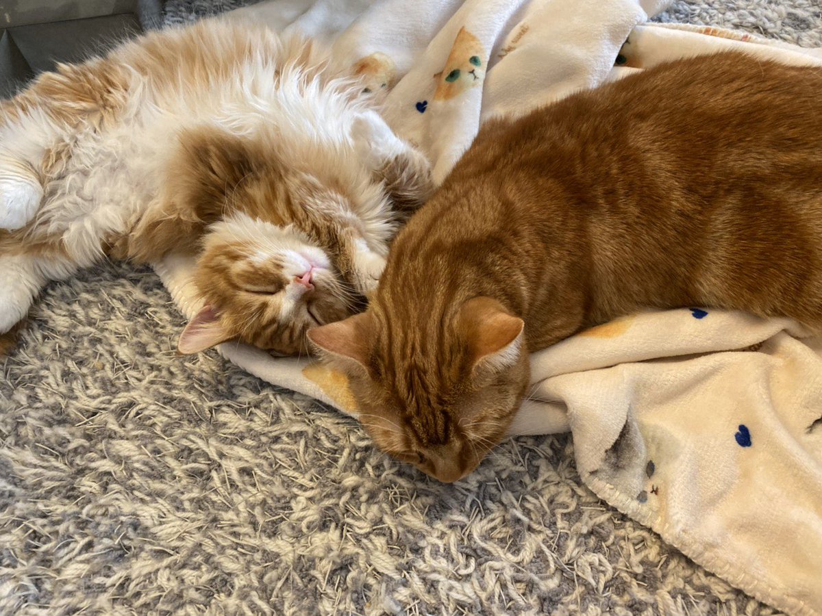 今日はみんなで作戦会議〜🍓✨  がんばった後はさとちゃんちでゲームじゃああああ♪( ◜ω◝و(و 