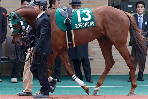 台風で川に流されたが奇跡的に助かったキセキノテイオー  食欲旺盛でよく食べていたら名前がモグモグパクパクになったモグモグパクパク 