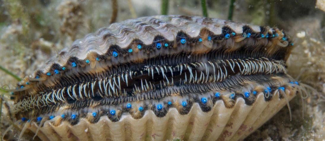 ホタテって泳ぐし目は怖いし、貝の中でもかなり動物っぽいやつだと思う