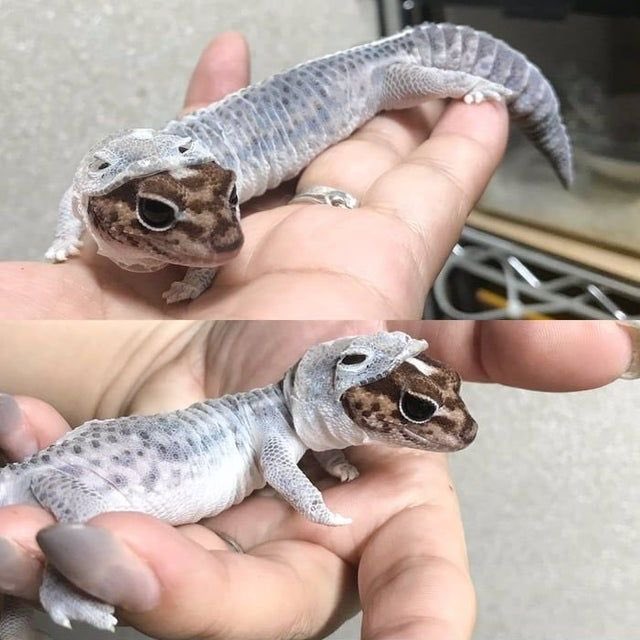 脱皮途中のヤモリ！！！😂😂 