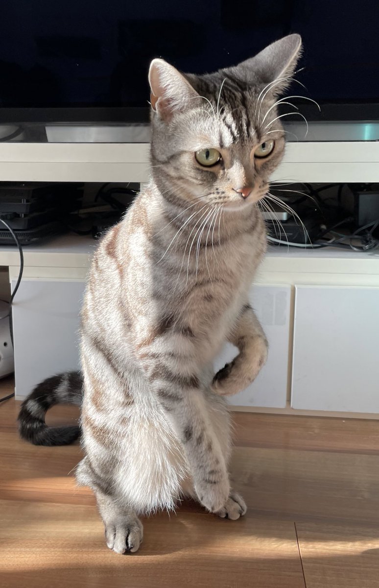 勝てる気がしない 