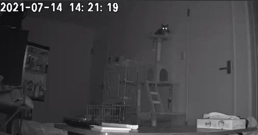 猫今なにしとるかな〜🎶ってペットカメラ見たら冷蔵庫全開だった 