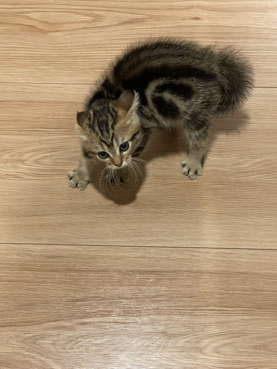 美容院帰りの飼い主を受け入れてくれない子猫がこちらです