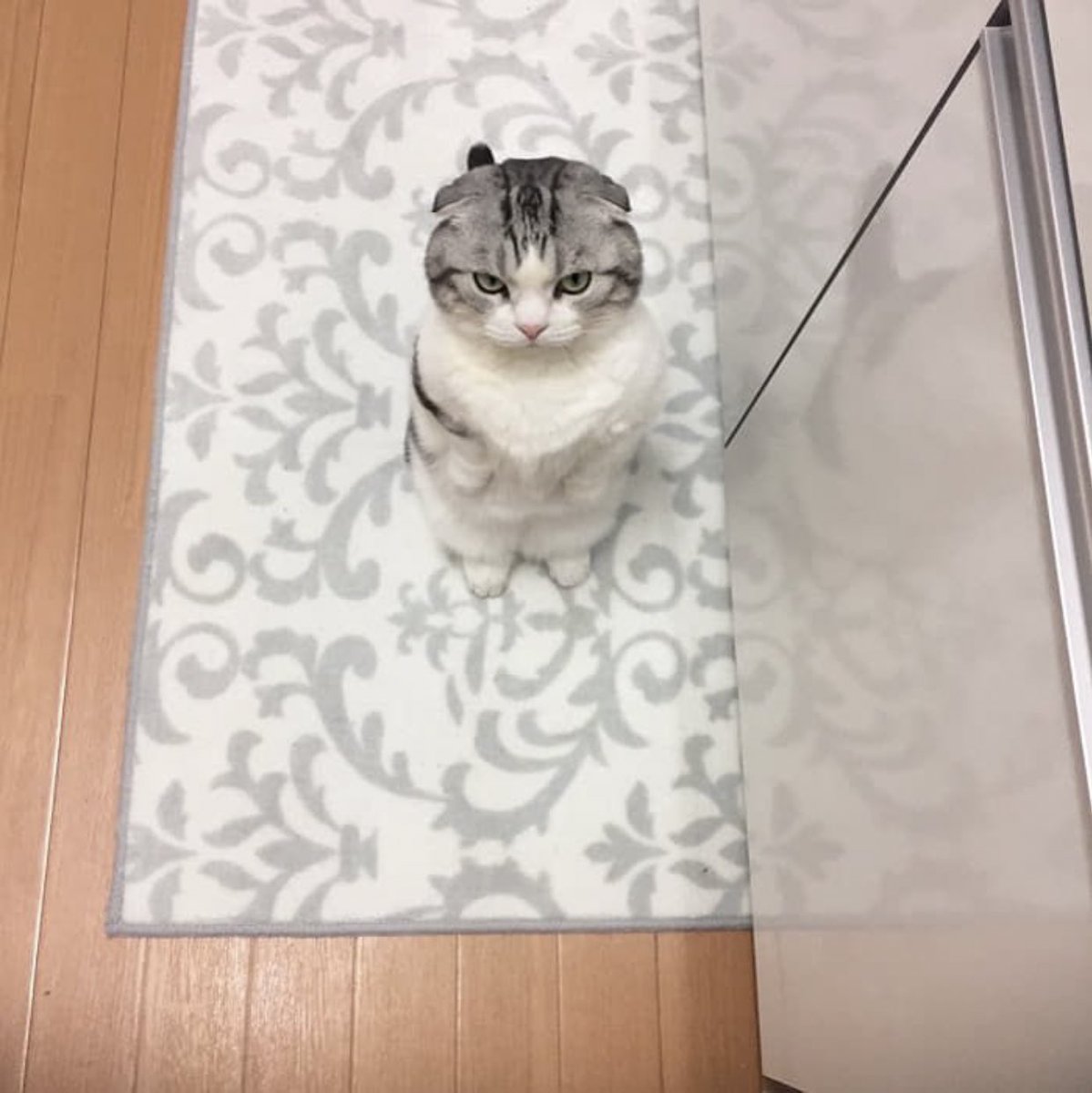 抱っこしてくれなくて怒る猫