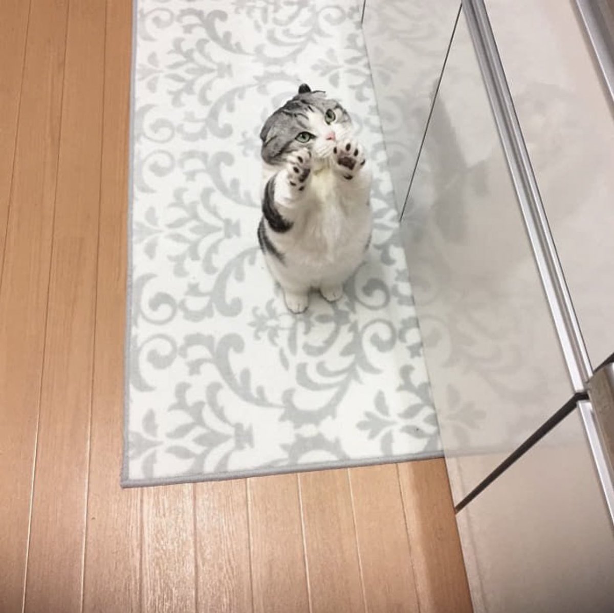 抱っこしてくれなくて怒る猫 