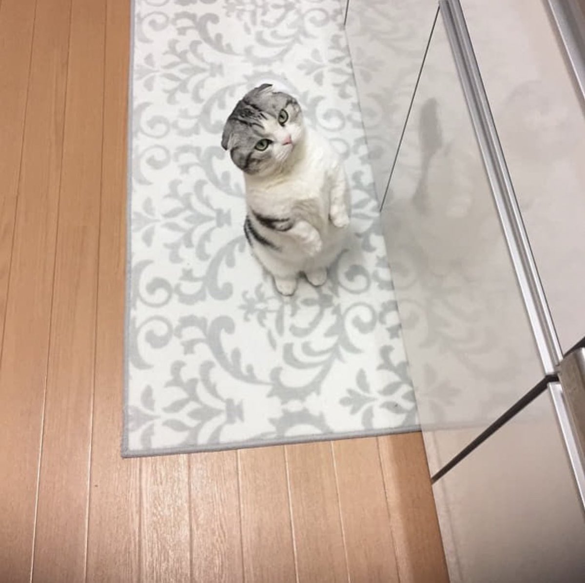 抱っこしてくれなくて怒る猫 