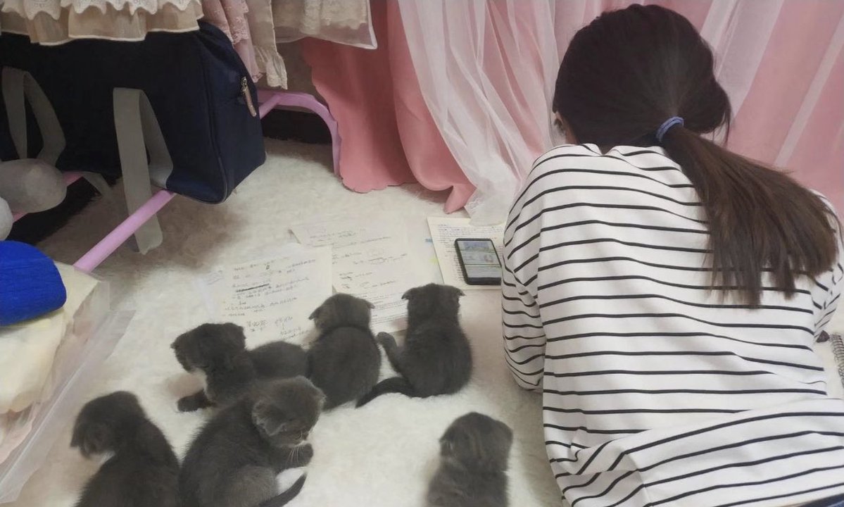 猫の隣で勉強するとこうなる 