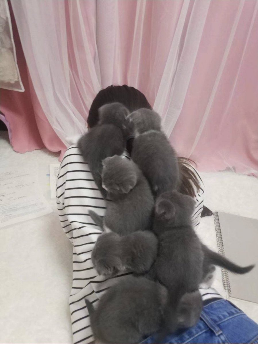 猫の隣で勉強するとこうなる 