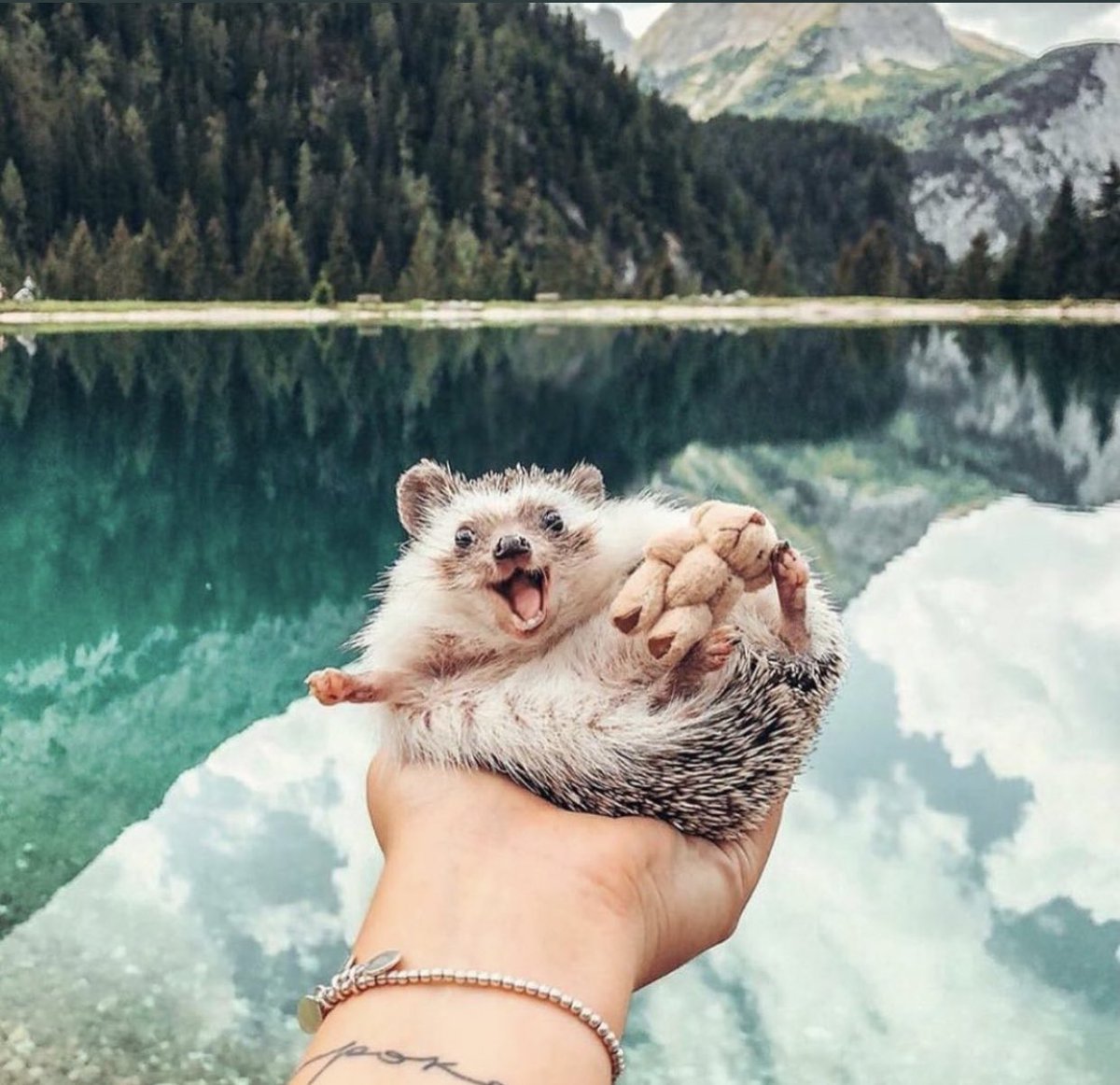 人生楽しそうなハリネズミ 