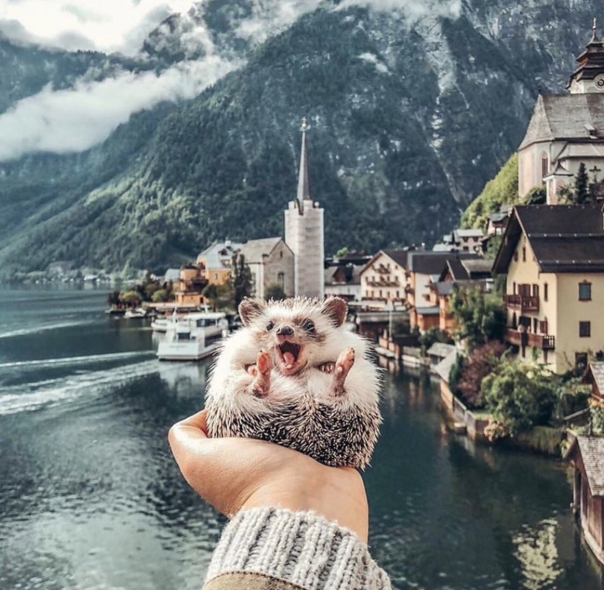 人生楽しそうなハリネズミ 