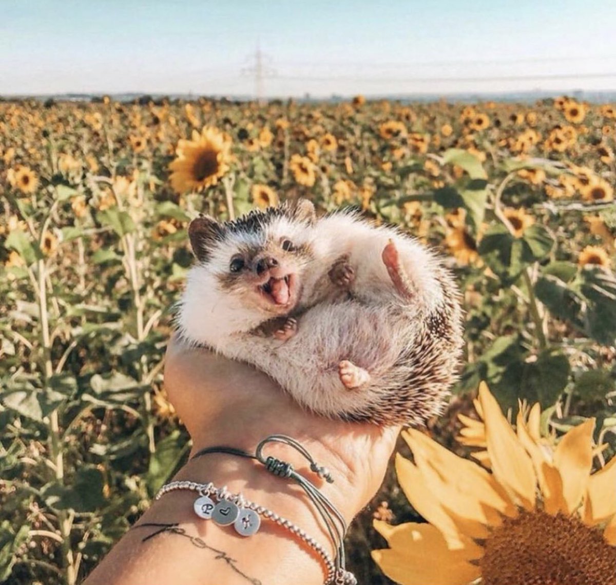 人生楽しそうなハリネズミ 