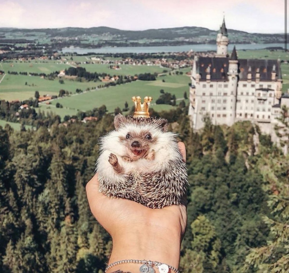 人生楽しそうなハリネズミ 