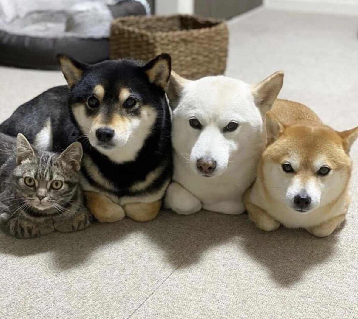 猫先生に教わりました 