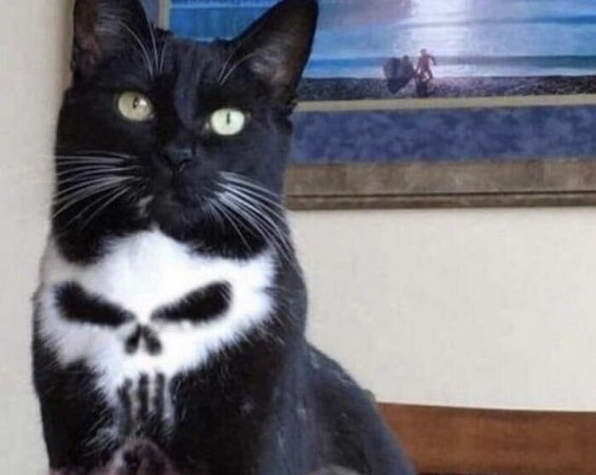 夜見たら怖い猫の柄 