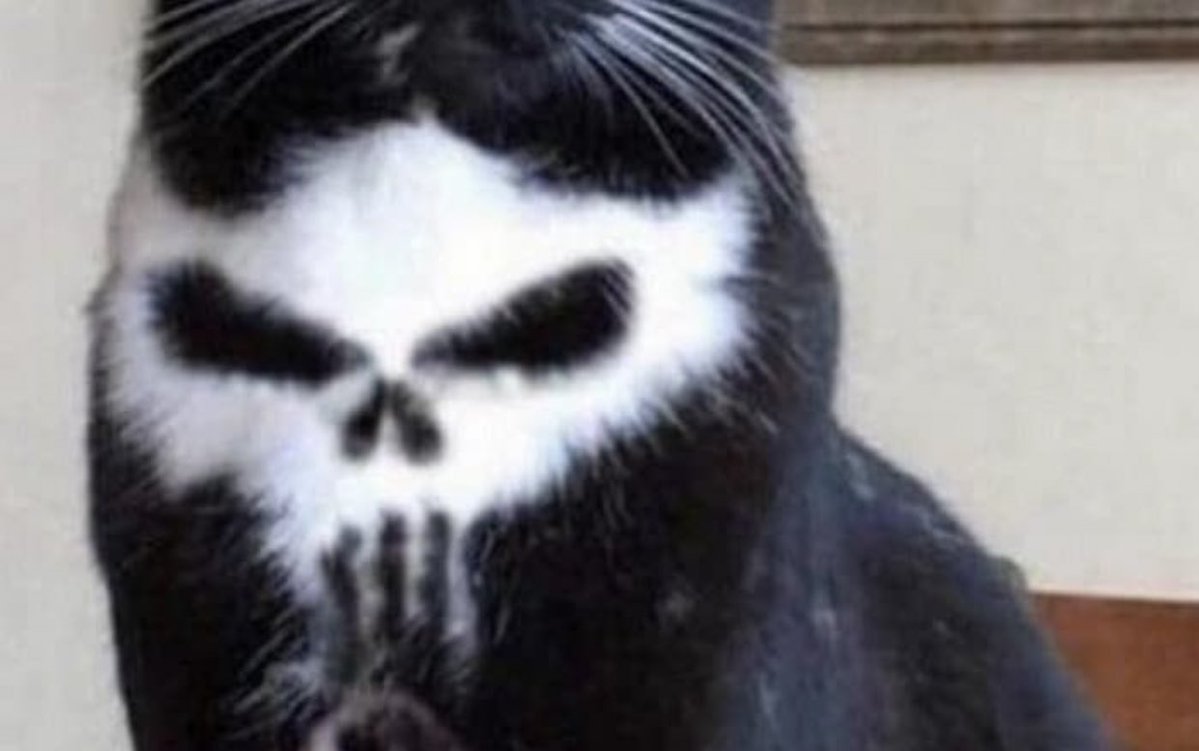 夜見たら怖い猫の柄 