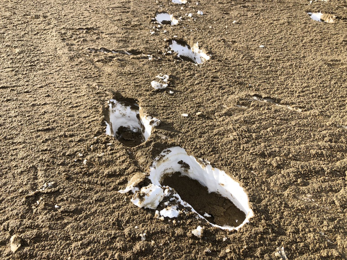 砂に積もった雪の上にまた砂が積もって踏むと不思議な感覚だった😳 #鳥取砂丘 