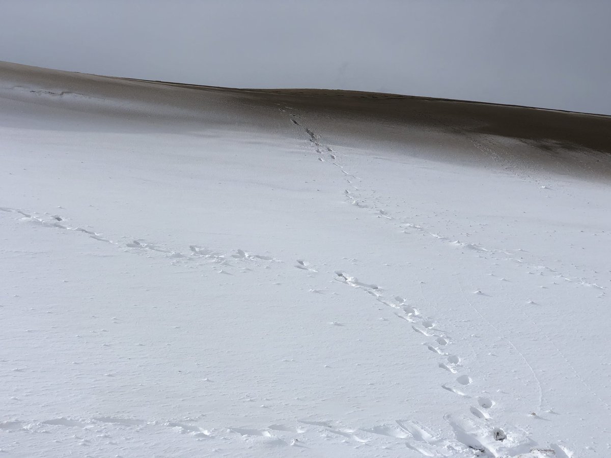砂に積もった雪の上にまた砂が積もって踏むと不思議な感覚だった😳 #鳥取砂丘 
