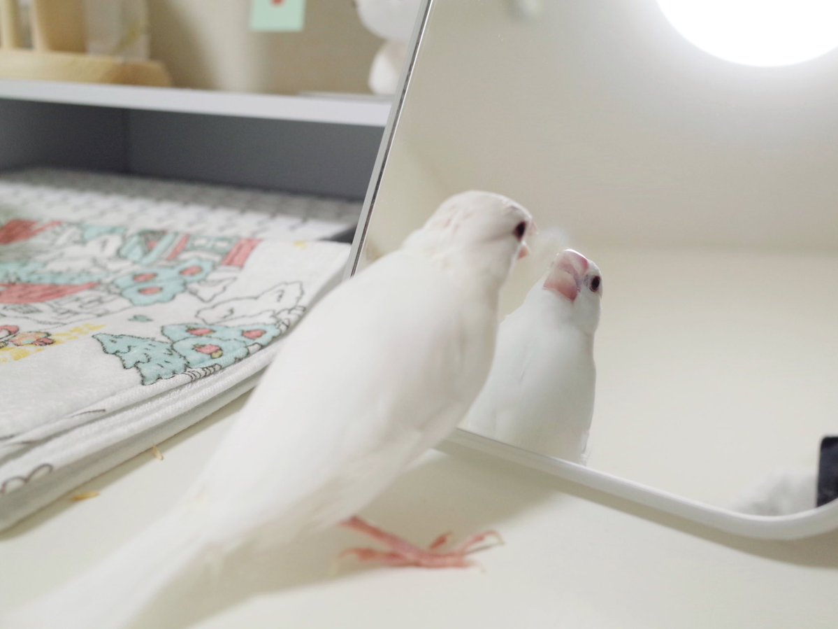 文鳥の吐息で鏡がくもる事象を初めて発見しました…世界一かわいいくもり… 