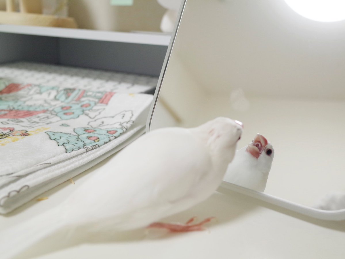 文鳥の吐息で鏡がくもる事象を初めて発見しました…世界一かわいいくもり… 