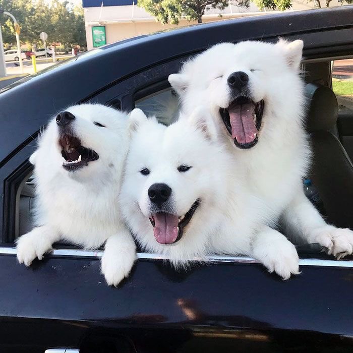 可愛いケルベロスおった 