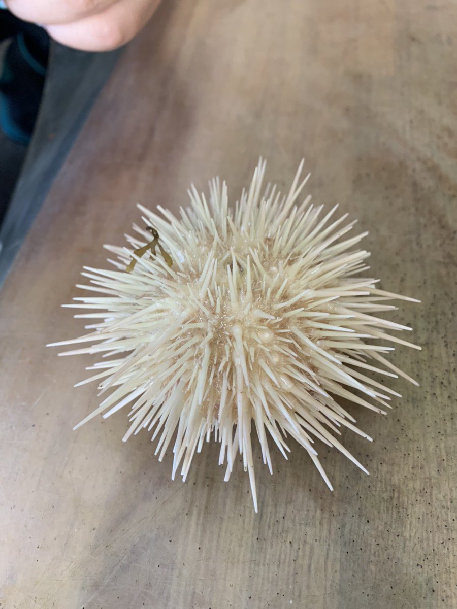 弟が今朝採ってきたムラサキウニ 60年漁師やってる祖父も初めて見たそうな 今から小樽水族館の職員さんがお迎えに来てくれるそうです