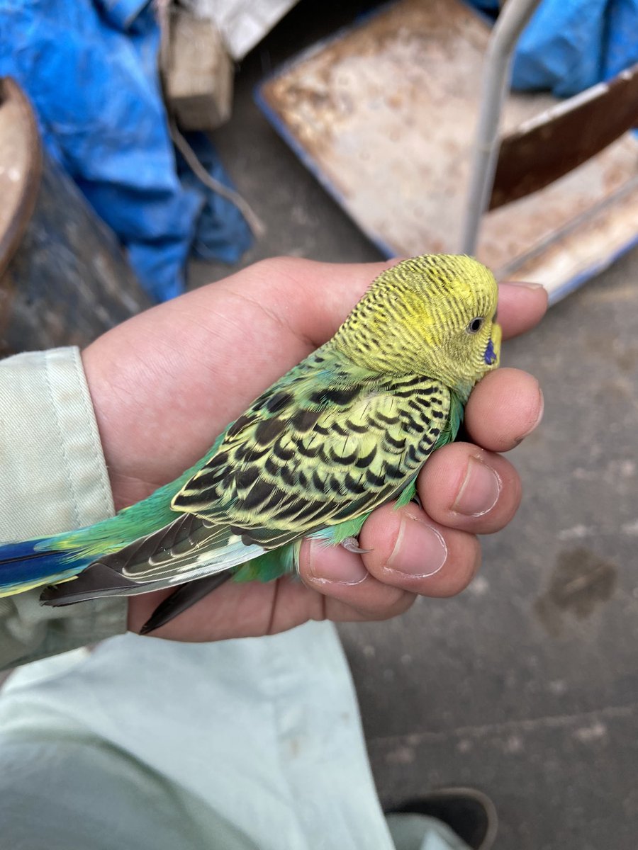 京都の中書島駅付近でカラスに襲われてた所保護したんですけど拡散お願いしたいです 