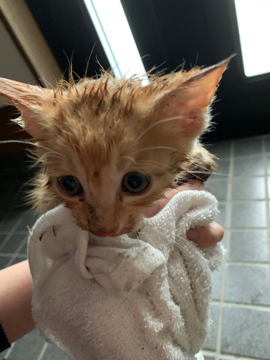 朝から、川に落ちた子猫を拾うという漫画でも最近見ないようなことがあったので仕事は遅刻です