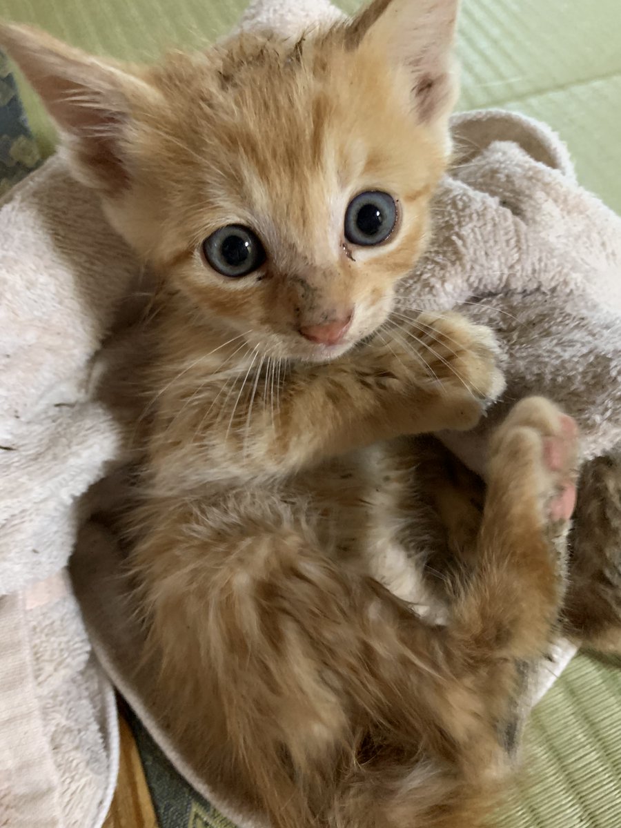 朝から、川に落ちた子猫を拾うという漫画でも最近見ないようなことがあったので仕事は遅刻です