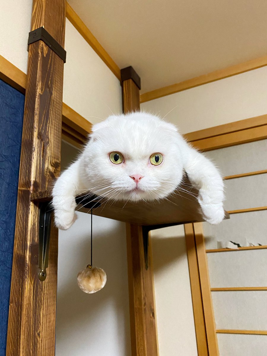 またイシツブテになってる 