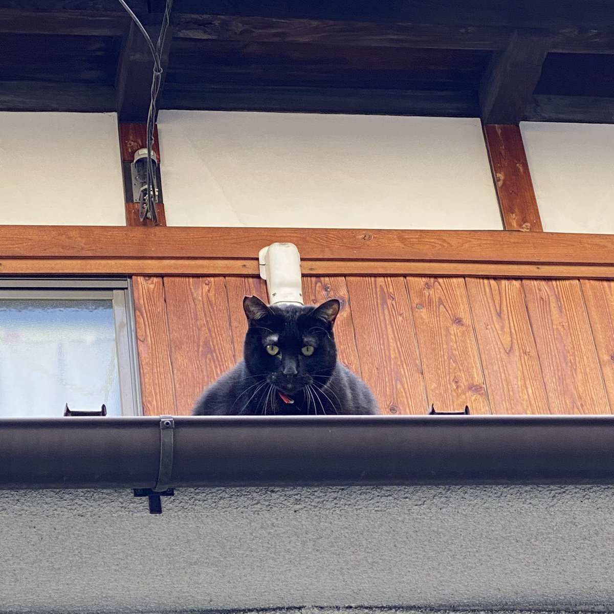 近所のネコがコックに見えた 