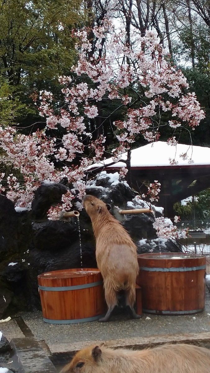 せっかくの満開の桜がもったいないので、映える写真でも撮ろうかとカピバラ・ワラビー広場へ