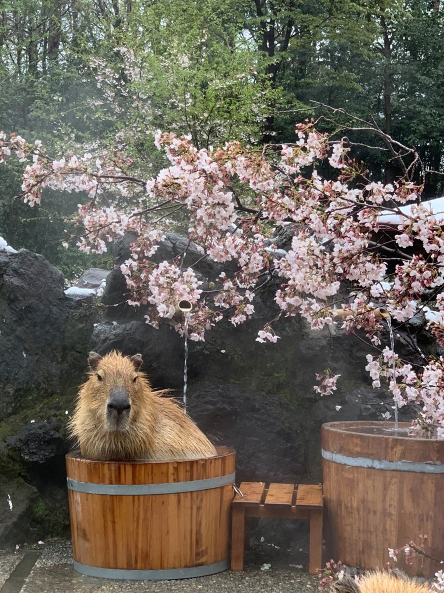 せっかくの満開の桜がもったいないので、映える写真でも撮ろうかとカピバラ・ワラビー広場へ