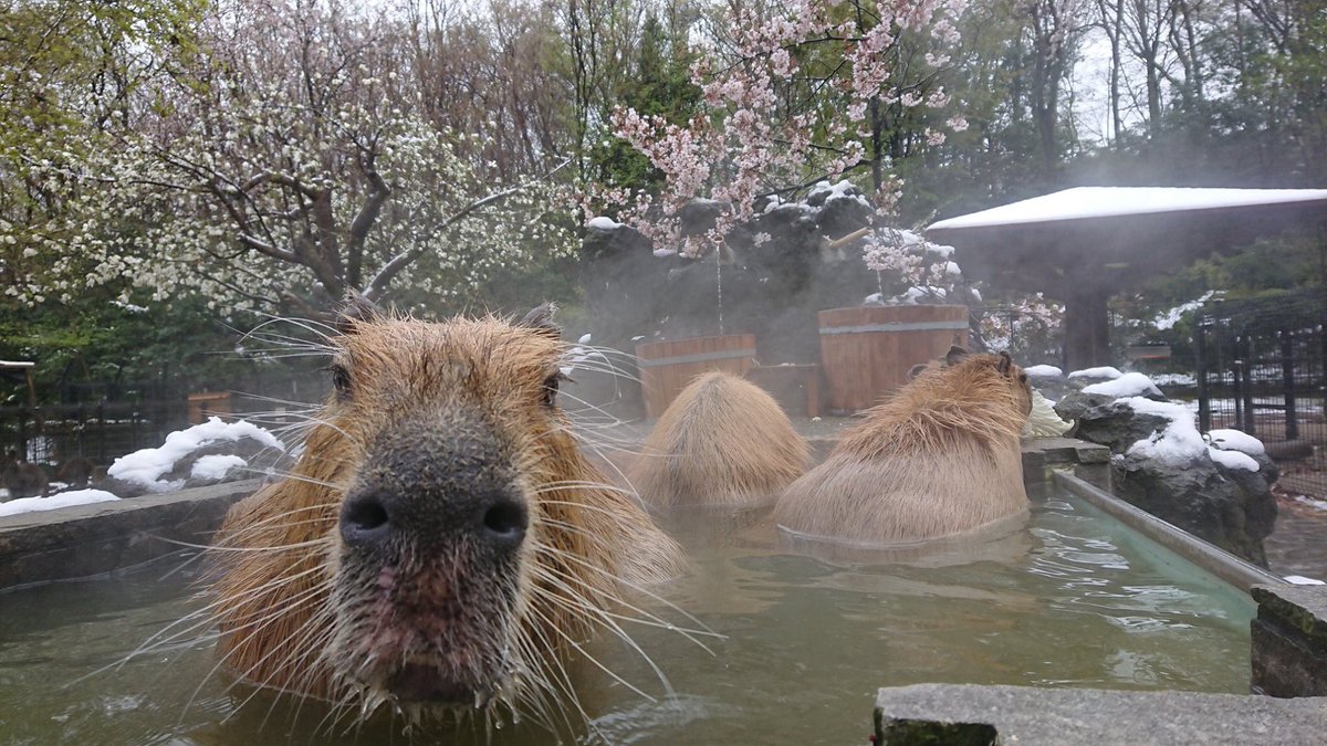 せっかくの満開の桜がもったいないので、映える写真でも撮ろうかとカピバラ・ワラビー広場へ