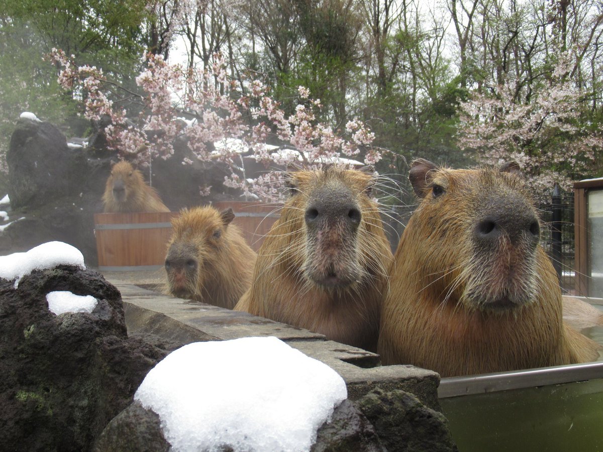 せっかくの満開の桜がもったいないので、映える写真でも撮ろうかとカピバラ・ワラビー広場へ