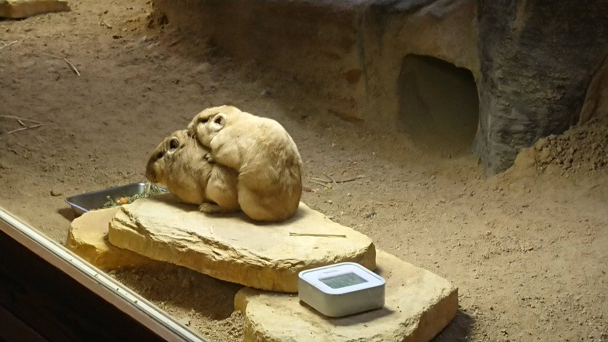 後ろに数頭ずらっと続くこともあります