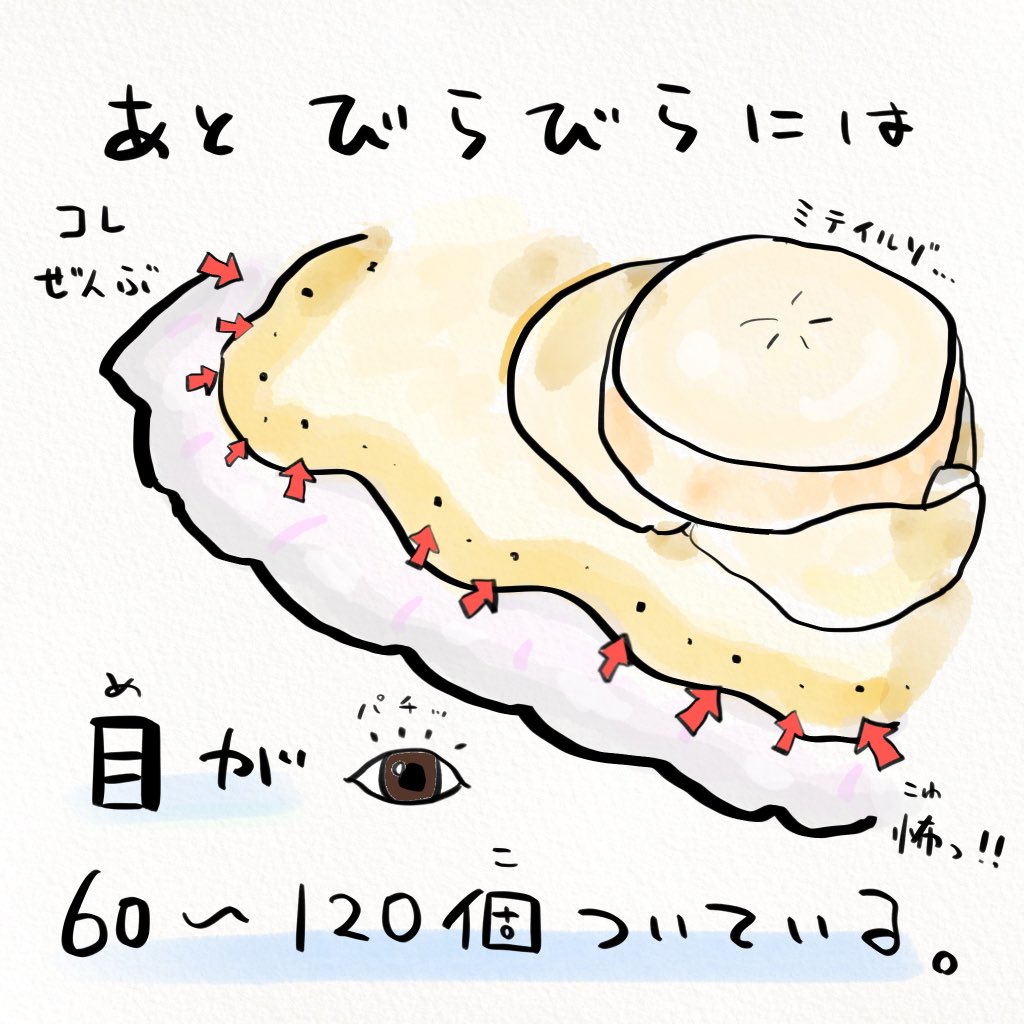 名誉北海道民の皆さんも知らないホタテの話 